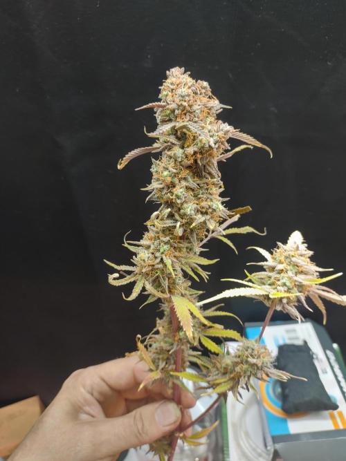 Autos In living Soil. Week 16