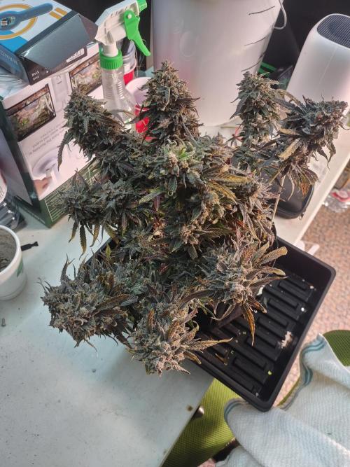 Coco Coir Training: ChocoLope Auto. Week 16