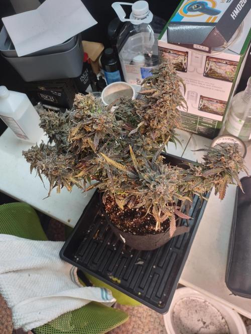Coco Coir Training: ChocoLope Auto. Week 16