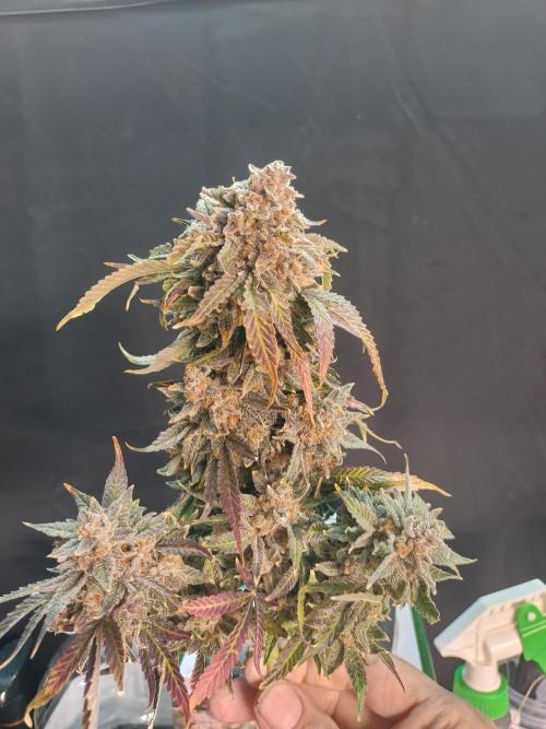 Coco Coir Training: ChocoLope Auto. Week 16