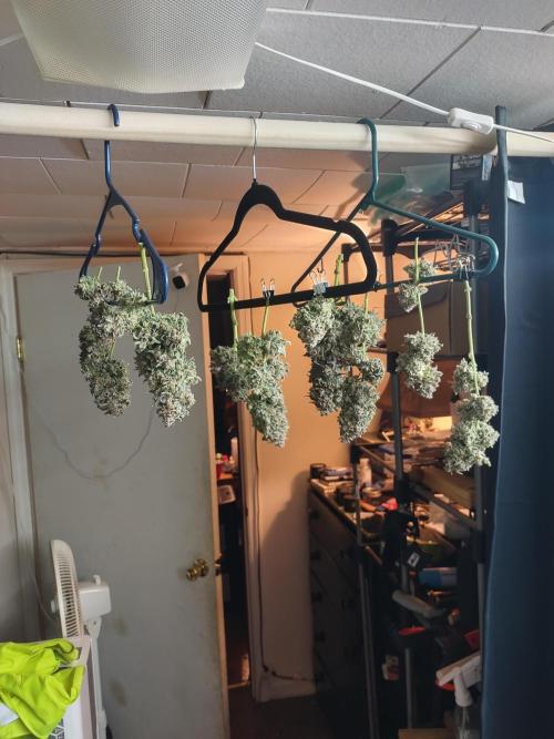 Coco Coir Training: ChocoLope Auto. Week 16
