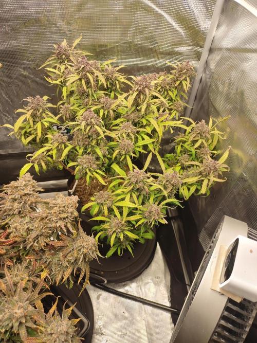 Autos In living Soil. Week 17 - Strawberry Gorilla about 7 weeks in 