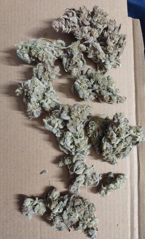 Autos In living Soil. Week 17 - Some of the blue cheese