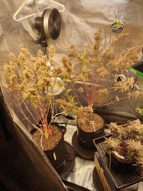 Autos In living Soil. Week 17 - This is what's left!! 