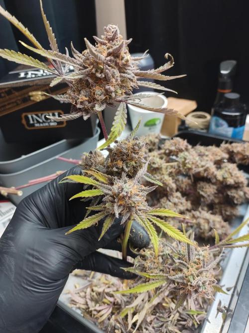 Autos In living Soil. Week 18