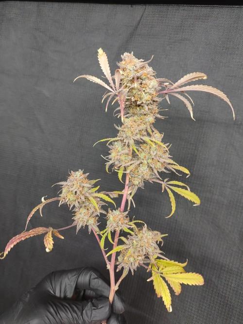 Autos In living Soil. Week 18