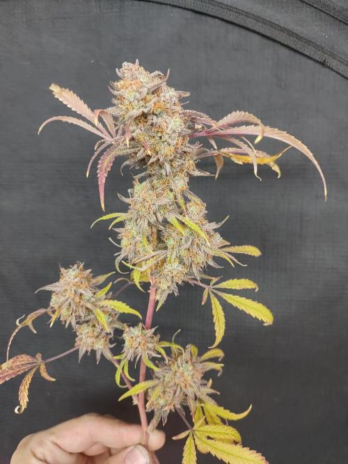Autos In living Soil. Week 18