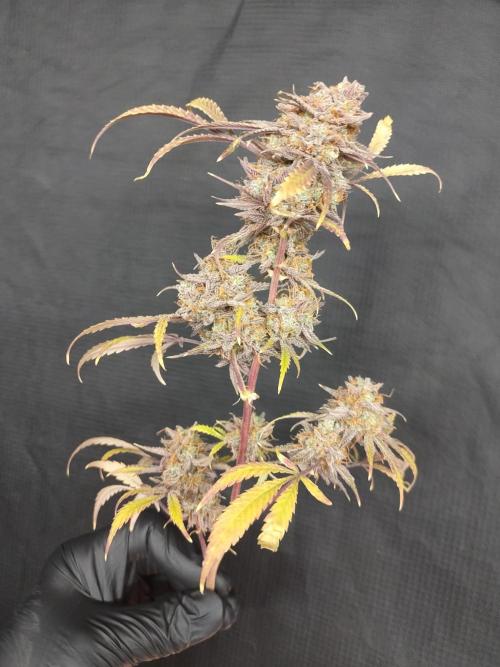 Autos In living Soil. Week 18