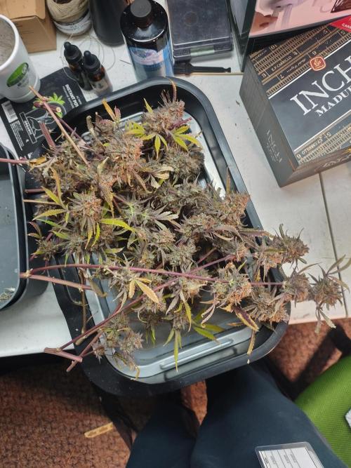 Autos In living Soil. Week 18