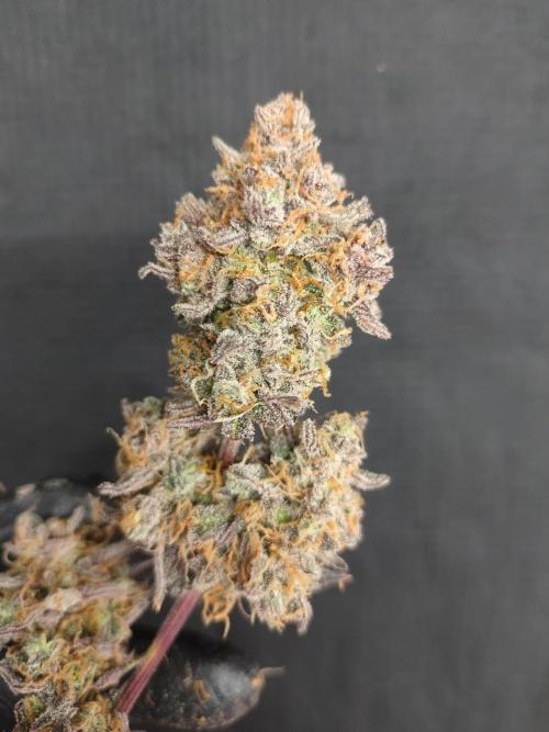 Autos In living Soil. Week 18