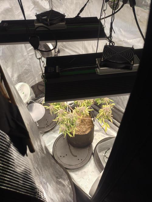 Autos In living Soil. Week 18 - Last of the Mohicans. I'm gonna tie her down to open the buds up tonight.