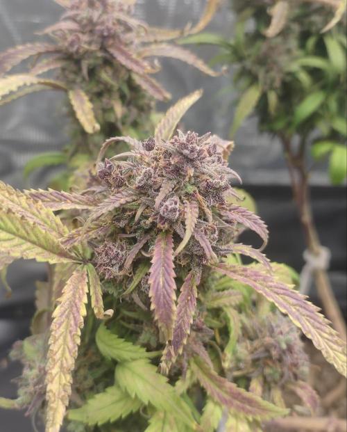 Autos In living Soil. Week 18
