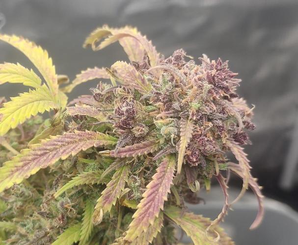 Autos In living Soil. Week 18