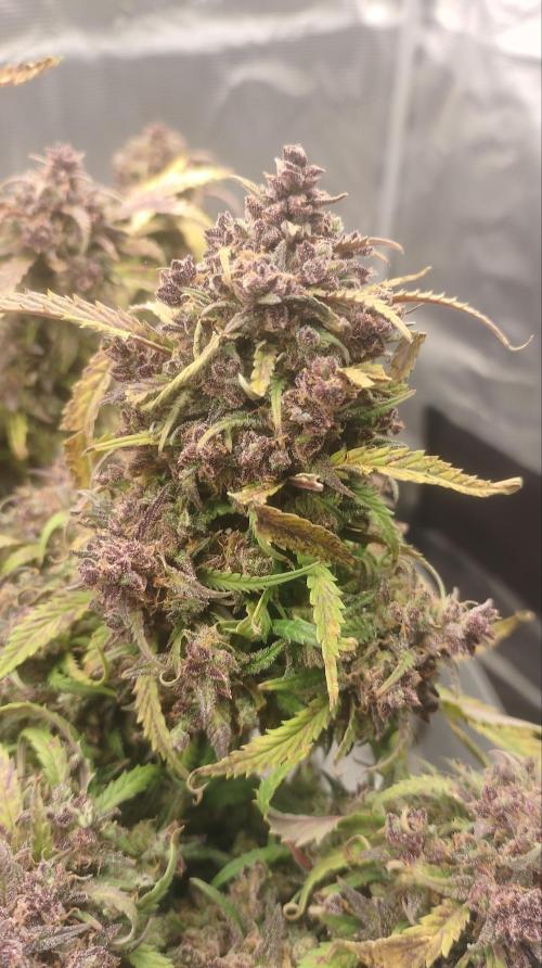 Autos In living Soil. Week 18