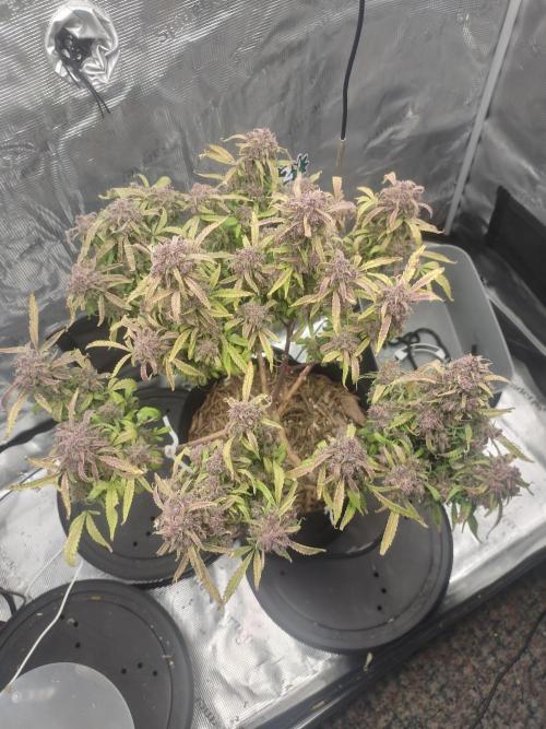 Autos In living Soil. Week 18
