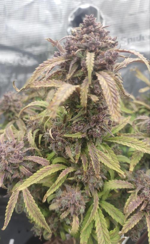 Autos In living Soil. Week 19