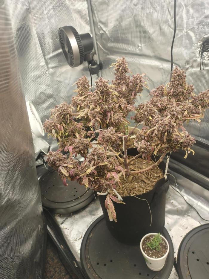 Autos In living Soil. Week 20