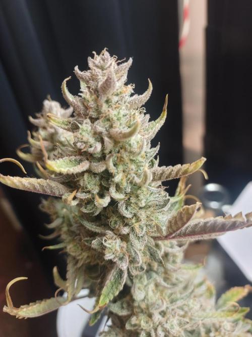 Autos In living Soil. Week 21