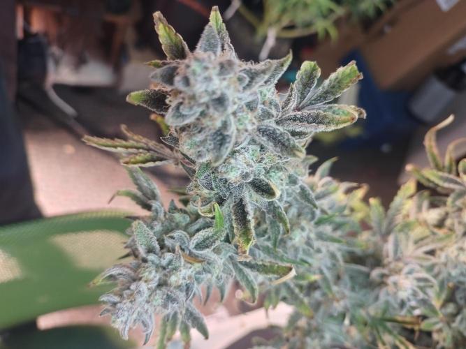 Autos In living Soil. Week 21
