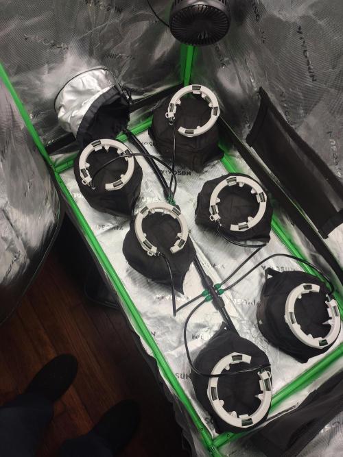 Mainely Genetics Micro Pheno Hunt. Week 0 - 6 plants in a 1.7x3x5!!