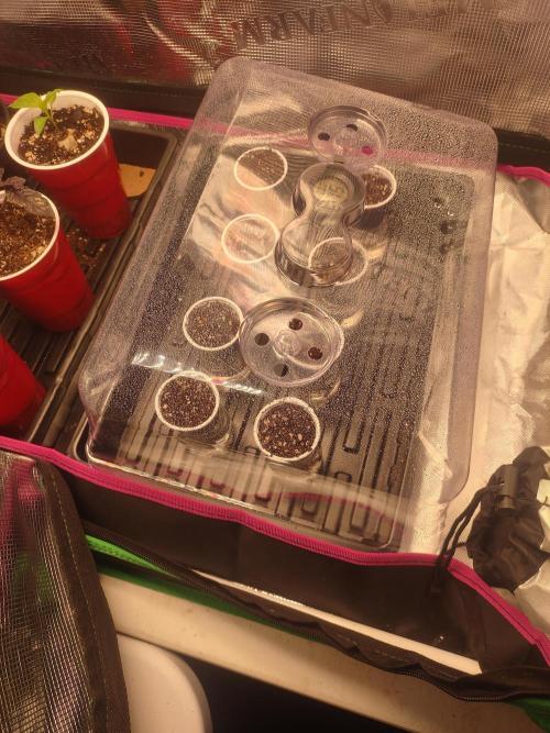 Mainely Genetics Micro Pheno Hunt. Week 0