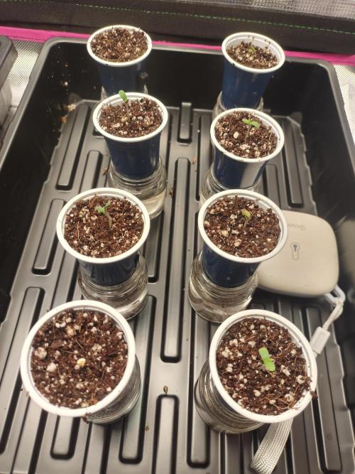 Mainely Genetics Micro Pheno Hunt. Week 1