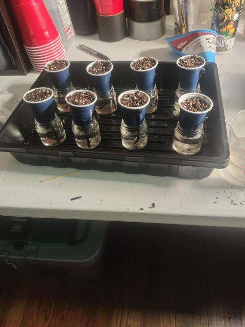Mainely Genetics Micro Pheno Hunt. Week 1