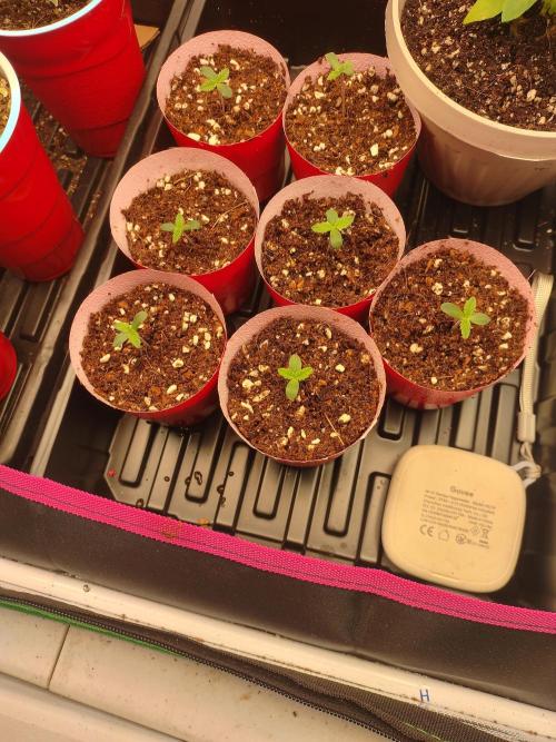 Mainely Genetics Micro Pheno Hunt. Week 1 - Back to basics y'all 