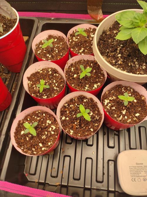 Mainely Genetics Micro Pheno Hunt. Week 1 - Nice recovery.