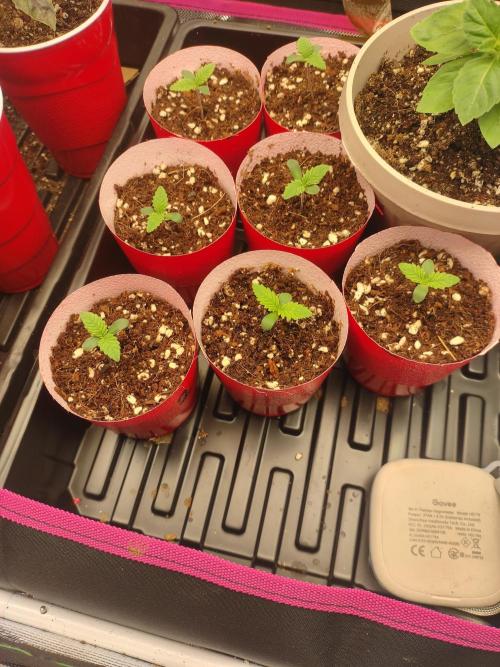 Mainely Genetics Micro Pheno Hunt. Week 1 - Day 4 
