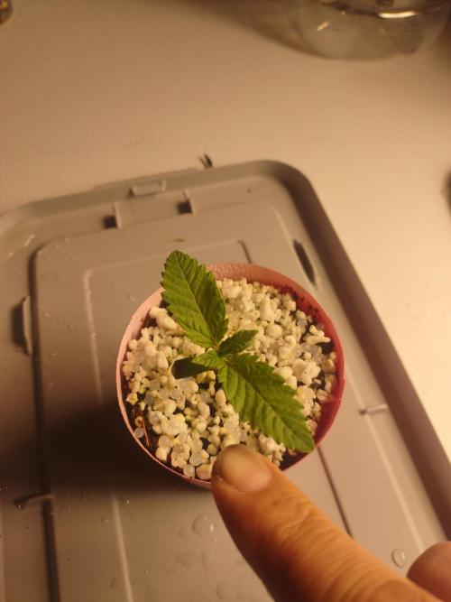 Mainely Genetics Micro Pheno Hunt. Week 1 - Little bit O' twist on 2 of them. 