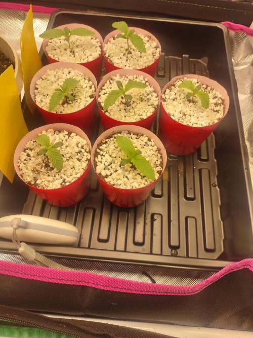 Mainely Genetics Micro Pheno Hunt. Week 1 - Look a tad hungry upping by 0.10