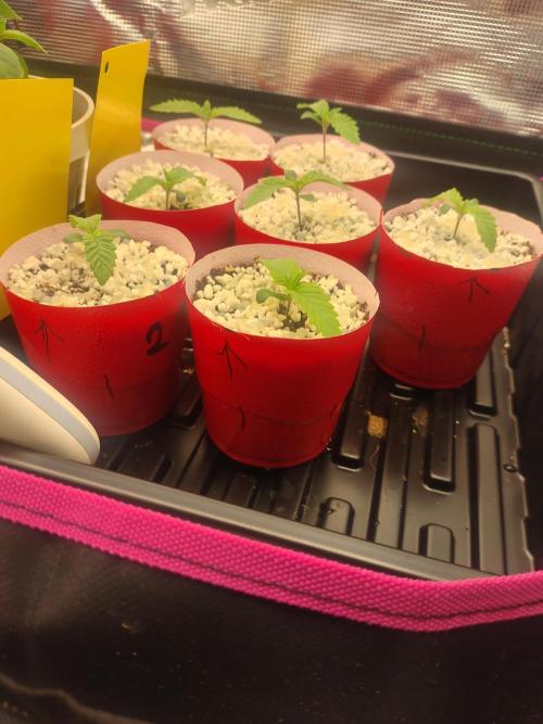 Mainely Genetics Micro Pheno Hunt. Week 1 -  End of day 6