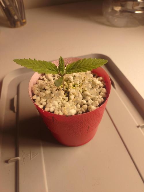 Mainely Genetics Micro Pheno Hunt. Week 2
