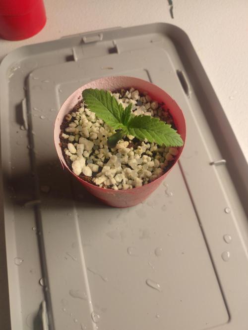 Mainely Genetics Micro Pheno Hunt. Week 2