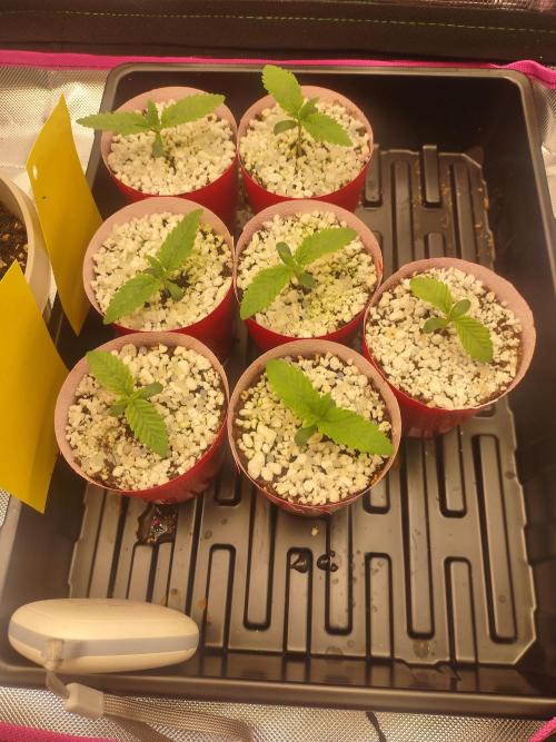 Mainely Genetics Micro Pheno Hunt. Week 2