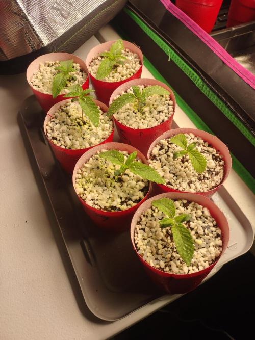 Mainely Genetics Micro Pheno Hunt. Week 2 - One time foilar feeding for Ca. 