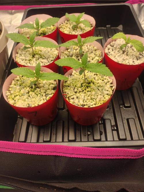 Mainely Genetics Micro Pheno Hunt. Week 2 - Day 8 after turmoil. They look good. 