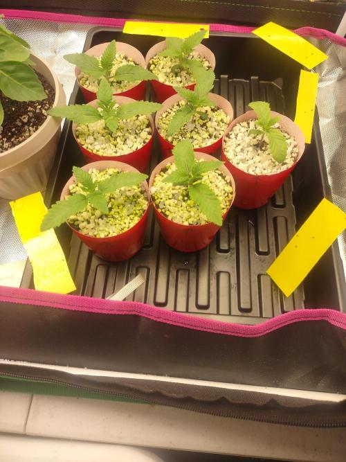 Mainely Genetics Micro Pheno Hunt. Week 2