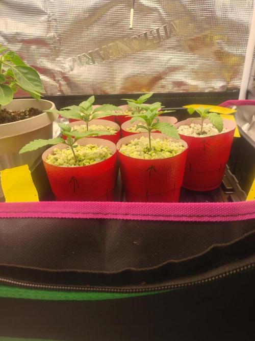 Mainely Genetics Micro Pheno Hunt. Week 2