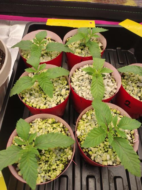 Mainely Genetics Micro Pheno Hunt. Week 2