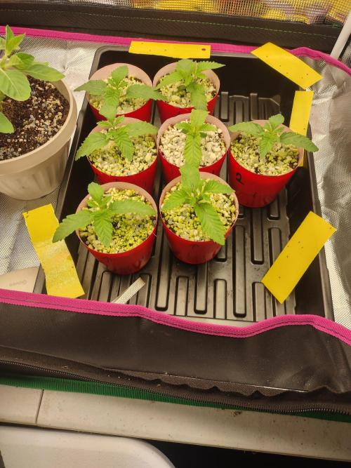 Mainely Genetics Micro Pheno Hunt. Week 2