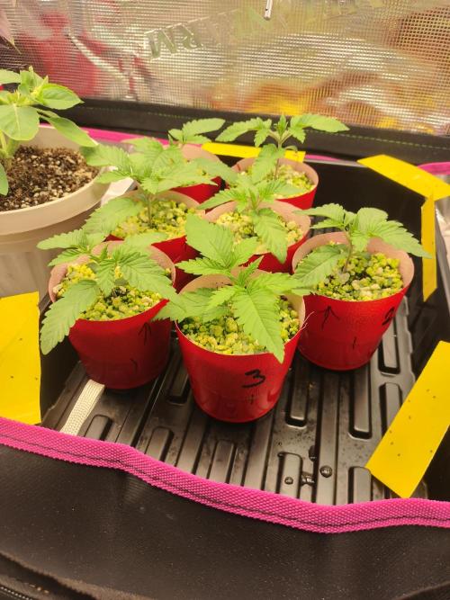 Mainely Genetics Micro Pheno Hunt. Week 2 - Day 11