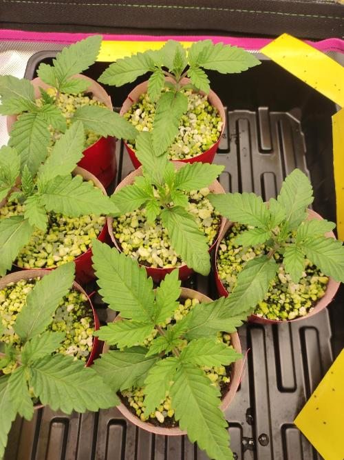 Mainely Genetics Micro Pheno Hunt. Week 2 - Day 11