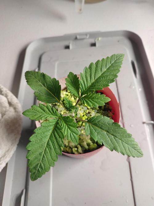 Mainely Genetics Micro Pheno Hunt. Week 2