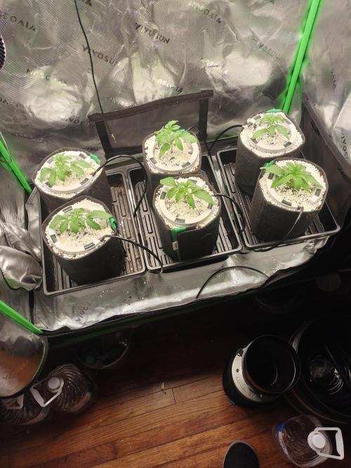 Mainely Genetics Micro Pheno Hunt. Week 3