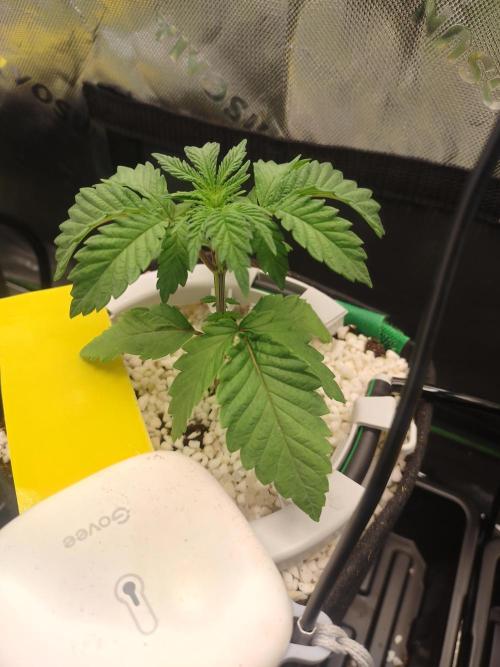 Mainely Genetics Micro Pheno Hunt. Week 3