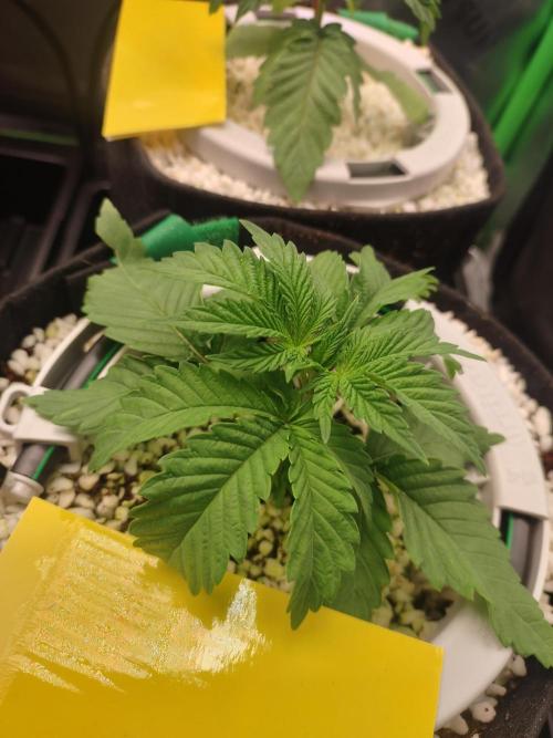 Mainely Genetics Micro Pheno Hunt. Week 3