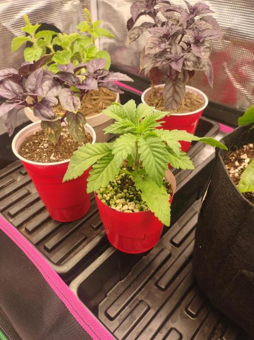 Mainely Genetics Micro Pheno Hunt. Week 3 - The one that didn't make it. If one of them kicks the bucket ...