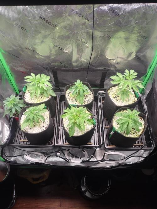 Mainely Genetics Micro Pheno Hunt. Week 3
